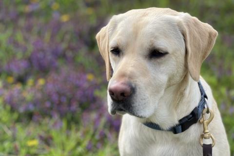 A yellow lab sits in front of a field of flowers